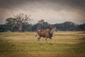 096 Zimbabwe, Hwange NP, elandantilope